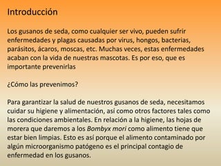 Los gusanos de seda, como cualquier ser vivo, pueden sufrir
enfermedades y plagas causadas por virus, hongos, bacterias,
p...