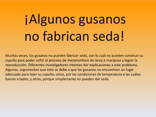 Muchas veces, los gusanos no pueden fabricar seda, con lo cuál no pueden construir su
capullo para poder sufrir el proceso...