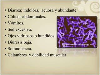 • Diarrea; indolora, acuosa y abundante. 
• Cólicos abdominales. 
• Vómitos. 
• Sed excesiva. 
• Ojos vidriosos o hundidos. 
• Diuresis baja. 
• Somnolencia. 
• Calambres y debilidad muscular 
 