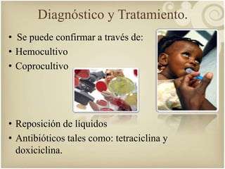 Diagnóstico y Tratamiento. 
• Se puede confirmar a través de: 
• Hemocultivo 
• Coprocultivo 
• Reposición de líquidos 
• Antibióticos tales como: tetraciclina y 
doxiciclina. 
 