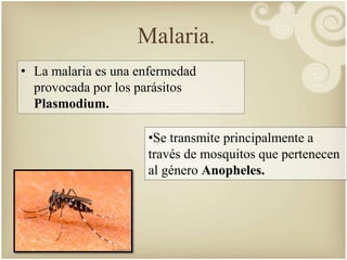Malaria. 
• La malaria es una enfermedad 
provocada por los parásitos 
Plasmodium. 
•Se transmite principalmente a 
través de mosquitos que pertenecen 
al género Anopheles. 
 