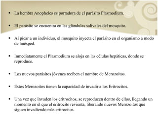  La hembra Anopheles es portadora de el parásito Plasmodium. 
 El parásito se encuentra en las glándulas salivales del mosquito. 
 Al picar a un individuo, el mosquito inyecta el parásito en el organismo a modo 
de huésped. 
 Inmediatamente el Plasmodium se aloja en las células hepáticas, donde se 
reproduce. 
 Los nuevos parásitos jóvenes reciben el nombre de Merozoitos. 
 Estos Merozoitos tienen la capacidad de invadir a los Eritrocitos. 
 Una vez que invaden los eritrocitos, se reproducen dentro de ellos, llegando un 
momento en el que el eritrocito revienta, liberando nuevos Merozoitos que 
siguen invadiendo más eritrocitos. 
 