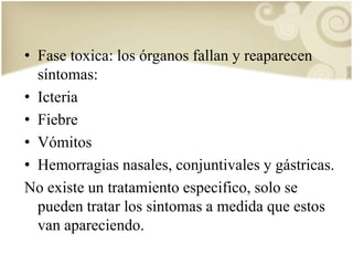 • Fase toxica: los órganos fallan y reaparecen 
síntomas: 
• Icteria 
• Fiebre 
• Vómitos 
• Hemorragias nasales, conjuntivales y gástricas. 
No existe un tratamiento especifico, solo se 
pueden tratar los sintomas a medida que estos 
van apareciendo. 
 