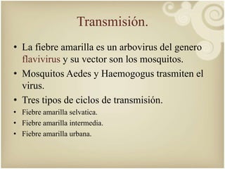 Transmisión. 
• La fiebre amarilla es un arbovirus del genero 
flavivirus y su vector son los mosquitos. 
• Mosquitos Aedes y Haemogogus trasmiten el 
virus. 
• Tres tipos de ciclos de transmisión. 
• Fiebre amarilla selvatica. 
• Fiebre amarilla intermedia. 
• Fiebre amarilla urbana. 
 