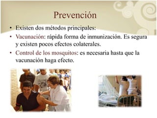 Prevención 
• Existen dos métodos principales: 
• Vacunación: rápida forma de inmunización. Es segura 
y existen pocos efectos colaterales. 
• Control de los mosquitos: es necesaria hasta que la 
vacunación haga efecto. 
 
