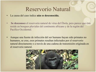 Reservorio Natural 
• La causa del caso índice aún es desconocida. 
• Se desconoce el reservorio natural de virus del Ébola, pero parece que éste 
reside en bosques pluviales del continente africano y de la región del 
Pacífico Occidental. 
• Aunque una fuente de infección del ser humano hayan sido primates no 
humanos, se cree, esos primates resultan infectados por el reservorio 
natural directamente o a través de una cadena de transmisión originada en 
el reservorio natural. 
 