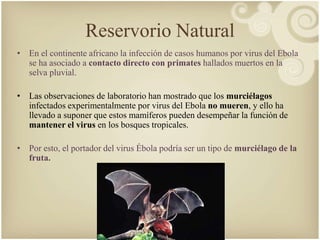 Reservorio Natural 
• En el continente africano la infección de casos humanos por virus del Ebola 
se ha asociado a contacto directo con primates hallados muertos en la 
selva pluvial. 
• Las observaciones de laboratorio han mostrado que los murciélagos 
infectados experimentalmente por virus del Ebola no mueren, y ello ha 
llevado a suponer que estos mamíferos pueden desempeñar la función de 
mantener el virus en los bosques tropicales. 
• Por esto, el portador del virus Ébola podría ser un tipo de murciélago de la 
fruta. 
 