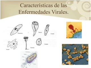 Características de las 
Enfermedades Virales. 
 