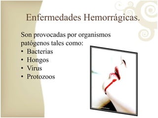 Enfermedades Hemorrágicas. 
Son provocadas por organismos 
patógenos tales como: 
• Bacterias 
• Hongos 
• Virus 
• Protozoos 
 