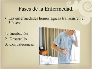 Fases de la Enfermedad. 
• Las enfermedades hemorrágicas transcurren en 
3 fases: 
1. Incubación 
2. Desarrollo 
3. Convalecencia 
 