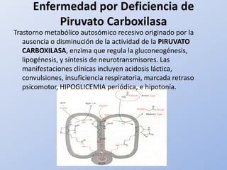 Enfermedad por Deficiencia de Piruvato CarboxilasaTrastorno metabólico autosómico recesivo originado por la ausencia o disminución de la actividad de la PIRUVATO CARBOXILASA, enzima que regula la gluconeogénesis, lipogénesis, y síntesis de neurotransmisores. Las manifestaciones clínicas incluyen acidosis láctica, convulsiones, insuficiencia respiratoria, marcada retraso psicomotor, HIPOGLICEMIA periódica, e hipotonía.
