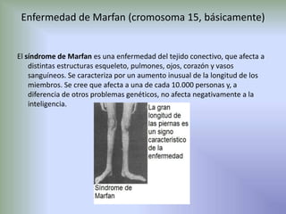 Enfermedad de Marfan (cromosoma 15, básicamente)El síndrome de Marfan es una enfermedad del tejido conectivo, que afecta a distintas estructuras esqueleto, pulmones, ojos, corazón y vasos sanguíneos. Se caracteriza por un aumento inusual de la longitud de los miembros. Se cree que afecta a una de cada 10.000 personas y, a diferencia de otros problemas genéticos, no afecta negativamente a la inteligencia.