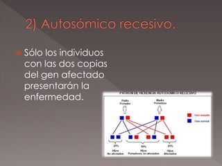  Sólo los individuos
con las dos copias
del gen afectado
presentarán la
enfermedad.
 