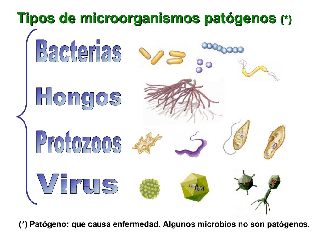 Os Micologistas Estudam Quais Tipos De Microrganismos