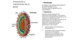 Prevención y 
tratamiento de la 
gripe 
• Prevención 
La forma más eficaz de prevenir 
la enfermedad y sus 
consecuencias graves es la 
vacunación 
• Tratamiento 
Algunos países disponen de 
antivíricos para la gripe, que pueden 
reducir las complicaciones graves y las 
muertes. Lo ideal es que se 
administren en las fases iniciales de la 
enfermedad (en las 48 horas 
siguientes a la aparición de los 
síntomas. Dichos fármacos 
pertenecen a dos clases: 
1. adamantanos1 (amantadina y 
rimantadina), y 
2. inhibidores de la neuraminidasa 
de los virus de la gripe 
(oseltamivir y zanamivir; en 
algunos países también están 
autorizados el peramivir y el 
laninamivir). 
 
