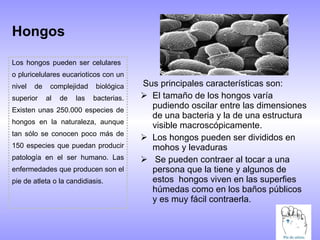 Hongos <ul><li>Sus principales características son: </li></ul><ul><li>El tamaño de los hongos varía pudiendo oscilar entre...