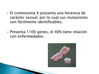  El cromosoma X presenta una herencia de
carácter sexual, por lo cual sus mutaciones
son fácilmente identificables.
 Presenta 1100 genes, el 40% tiene relación
con enfermedades.
 