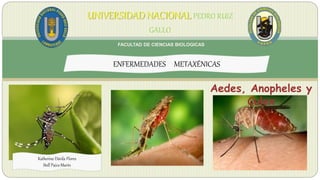 UNIVERSIDAD NACIONAL PEDRO RUIZ
GALLO
FACULTAD DE CIENCIAS BIOLOGICAS
ENFERMEDADES METAXÉNICAS
Katherine Dávila Flores
Stell Paico Marín
Aedes, Anopheles y
Culex
 