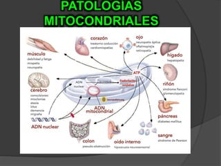PATOLOGÍAS
MITOCONDRIALES
 