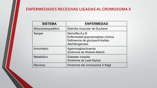 ENFERMEDADES RECESIVAS LIGADAS AL CROMOSOMA X

SISTEMA

ENFERMEDAD

Músculoesquelético

Distrofia muscular de Duchene

Sangre

Hemofilia A y B
Enfermedad granulomatosa crónica
Deficiencia de glucosa-6-fosfato
deshidrogenasa

Inmunitario

Agammaglobulinemia
Síndrome de Wiskott-Aldrich

Metabólico

Diabetes insípida
Síndrome de Lesh-Nyhan

Nervioso

Síndrome del cromosoma X frágil

 