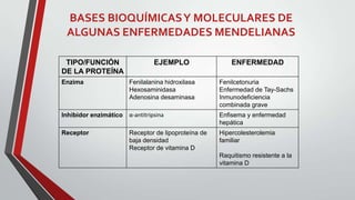 BASES BIOQUÍMICAS Y MOLECULARES DE
ALGUNAS ENFERMEDADES MENDELIANAS
TIPO/FUNCIÓN
DE LA PROTEÍNA

EJEMPLO

ENFERMEDAD

Enzima

Fenilalanina hidroxilasa
Hexosaminidasa
Adenosina desaminasa

Fenilcetonuria
Enfermedad de Tay-Sachs
Inmunodeficiencia
combinada grave

Inhibidor enzimático

α-antitripsina

Enfisema y enfermedad
hepática

Receptor

Receptor de lipoproteína de
baja densidad
Receptor de vitamina D

Hipercolesterolemia
familiar

Raquitismo resistente a la
vitamina D

 