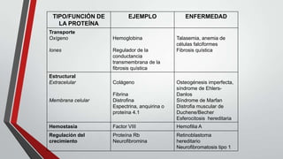 TIPO/FUNCIÓN DE
LA PROTEÍNA
Transporte
Oxígeno
Iones

Estructural
Extracelular

Membrana celular

EJEMPLO

Hemoglobina
Regulador de la
conductancia
transmembrana de la
fibrosis quística
Colágeno
Fibrina
Distrofina
Espectrina, anquirina o
proteína 4.1

ENFERMEDAD

Talasemia, anemia de
células falciformes
Fibrosis quística

Osteogénesis imperfecta,
síndrome de EhlersDanlos
Síndrome de Marfan
Distrofia muscular de
Duchene/Becher
Esferocitosis hereditaria

Hemostasia

Factor VIII

Hemofilia A

Regulación del
crecimiento

Proteína Rb
Neurofibromina

Retinoblastoma
hereditario
Neurofibromatosis tipo 1

 