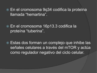  En el cromosoma 9q34 codifica la proteína
llamada “hemartina”.
 En el cromosoma 16p13.3 codifica la
proteína “tuberina”.
 Estas dos forman un complejo que inhibe las
señales celulares a través del mTOR y actúa
como regulador negativo del ciclo celular.
 