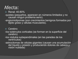 Afecta:
 Renal: 40-80%
-quistes (pequeños, aparecen en números limitados y no
causan ningun problema serio).
-angiomiolipomas (son crecimientos benignos formados por
tejido graso y células musculares).
 Cerebro:
-los tubérculos corticales (se forman en la superficie del
cerebro)
-los nódulos subependimales (en las paredes de los
ventrículos)
-astrocitomas de células gigantes (causan una acumulación
del líquido y presión y produciendo dolores de cabeza y
visión nublada)
 