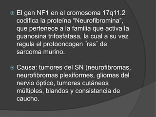  El gen NF1 en el cromosoma 17q11.2
codifica la proteína “Neurofibromina”,
que pertenece a la familia que activa la
guanosina trifosfatasa, la cual a su vez
regula el protooncogen ¨ras¨ de
sarcoma murino.
 Causa: tumores del SN (neurofibromas,
neurofibromas plexiformes, gliomas del
nervio óptico, tumores cutáneos
múltiples, blandos y consistencia de
caucho.
 