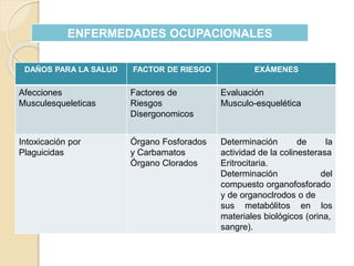 ENFERMEDADES OCUPACIONALES
DAÑOS PARA LA SALUD FACTOR DE RIESGO EXÁMENES
Afecciones
Musculesqueleticas
Factores de
Riesgos
Disergonomicos
Evaluación
Musculo-esquelética
Intoxicación por
Plaguicidas
Órgano Fosforados
y Carbamatos
Órgano Clorados
Determinación de la
actividad de la colinesterasa
Eritrocitaria.
Determinación del
compuesto organofosforado
y de organoclrodos o de
sus metabólitos en los
materiales biológicos (orina,
sangre).
 