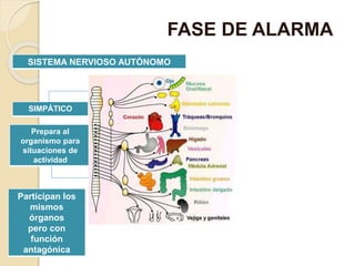 FASE DE ALARMA
SISTEMA NERVIOSO AUTÓNOMO
SIMPÁTICO PARASIMPÁTICO
Prepara al
organismo para
situaciones de
actividad
Prepara al
organismo para
situaciones de
reposo
Participan los
mismos
órganos
pero con
función
antagónica
 