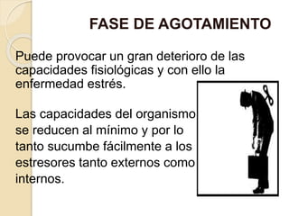 Puede provocar un gran deterioro de las
capacidades fisiológicas y con ello la
enfermedad estrés.
Las capacidades del organismo
se reducen al mínimo y por lo
tanto sucumbe fácilmente a los
estresores tanto externos como
internos.
FASE DE AGOTAMIENTO
 