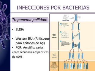 INFECCIONES POR BACTERIASTreponema pallidum    Pruebas TreponémicasConfirmar pruebas no treponémicas que 		  se contradicen con los datos clínicosMHA-TPHATTSFTA-ABS IgG. Suero + antiglobulina humana (IgG, IgM)Con isotiocianato de fluoresceína