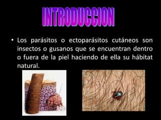 Sarna - Infecciones por ectoparásitos - Enfermedades parasitarias