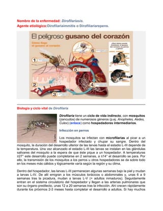 Nombre de la enfermedad: Dirofilariasis.
Agente etiológico:Dirofilariaimmitis o Dirofiliariarepens.

Biología y ciclo vital de Dirofilaria
Dirofilaria tiene un ciclo de vida indirecto, con mosquitos
(zancudos) de numerosos géneros (p.ej. Anopheles, Aedes,
Culex) (enlace) como hospedadores intermediarios.
Infección en perros
Los mosquitos se infectan con microfilarias al picar a un
hospedador infectado y chupar su sangre. Dentro del
mosquito, la duración del desarrollo ulterior de las larvas hasta el estadio L-III depende de
la temperatura. Una vez alcanzado el estadio L-III las larvas se instalan en las glándulas
salivares del mosquito a la espera de que éste pique a un hospedador. A temperaturas
≥27° este desarrollo puede completarse en 2 semanas, a ≤14° el desarrollo se para. Por
ello, la transmisión de los mosquitos a los perros u otros hospedadores se da sobre todo
en los meses más cálidos y lógicamente varía según la región y su clima.
Dentro del hospedador, las larvas L-III permanecen algunas semanas bajo la piel y mudan
a larvas L-IV. De allí emigran a los músculos torácicos o abdominales y, unas 6 a 9
semanas tras la picadura, mudan a larvas L-V (= adultos inmaduros). Seguidamente
entran en el sistema circulatorio del hospedador y llegan a las arterias pulmonares que
son su órgano predilecto, unas 12 a 20 semanas tras la infección. Ahí crecen rápidamente
durante los próximos 2-3 meses hasta completar el desarrollo a adultos. Si hay muchos

 