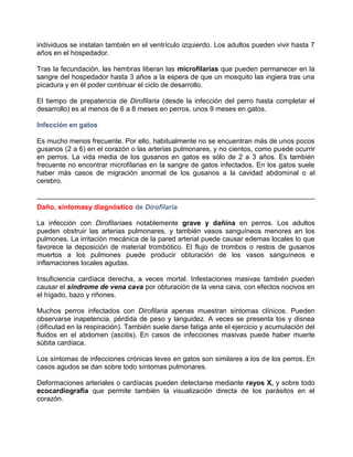 individuos se instalan también en el ventrículo izquierdo. Los adultos pueden vivir hasta 7
años en el hospedador.
Tras la fecundación, las hembras liberan las microfilarias que pueden permanecer en la
sangre del hospedador hasta 3 años a la espera de que un mosquito las ingiera tras una
picadura y en él poder continuar el ciclo de desarrollo.
El tiempo de prepatencia de Dirofilaria (desde la infección del perro hasta completar el
desarrollo) es al menos de 6 a 8 meses en perros, unos 9 meses en gatos.
Infección en gatos
Es mucho menos frecuente. Por ello, habitualmente no se encuentran más de unos pocos
gusanos (2 a 6) en el corazón o las arterias pulmonares, y no cientos, como puede ocurrir
en perros. La vida media de los gusanos en gatos es sólo de 2 a 3 años. Es también
frecuente no encontrar microfilarias en la sangre de gatos infectados. En los gatos suele
haber más casos de migración anormal de los gusanos a la cavidad abdominal o al
cerebro.

Daño, síntomasy diagnóstico de Dirofilaria
La infección con Dirofilariaes notablemente grave y dañina en perros. Los adultos
pueden obstruir las arterias pulmonares, y también vasos sanguíneos menores en los
pulmones. La irritación mecánica de la pared arterial puede causar edemas locales lo que
favorece la deposición de material trombótico. El flujo de trombos o restos de gusanos
muertos a los pulmones puede producir obturación de los vasos sanguíneos e
inflamaciones locales agudas.
Insuficiencia cardíaca derecha, a veces mortal. Infestaciones masivas también pueden
causar el síndrome de vena cava por obturación de la vena cava, con efectos nocivos en
el hígado, bazo y riñones.
Muchos perros infectados con Dirofilaria apenas muestran síntomas clínicos. Pueden
observarse inapetencia, pérdida de peso y languidez. A veces se presenta tos y disnea
(dificutad en la respiración). También suele darse fatiga ante el ejercicio y acumulación del
fluidos en el abdomen (ascitis). En casos de infecciones masivas puede haber muerte
súbita cardíaca.
Los síntomas de infecciones crónicas leves en gatos son similares a los de los perros. En
casos agudos se dan sobre todo síntomas pulmonares.
Deformaciones arteriales o cardíacas pueden detectarse mediante rayos X, y sobre todo
ecocardiografía que permite también la visualización directa de los parásitos en el
corazón.

 