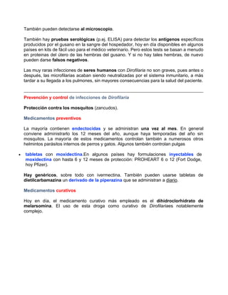 También pueden detectarse al microscopio.
También hay pruebas serológicas (p.ej. ELISA) para detectar los antígenos específicos
producidos por el gusano en la sangre del hospedador, hoy en día disponibles en algunos
países en kits de fácil uso para el médico veterinario. Pero estos tests se basan a menudo
en proteinas del útero de las hembras del gusano. Y si no hay tales hembras, de nuevo
pueden darse falsos negativos.
Las muy raras infecciones de seres humanos con Dirofilaria no son graves, pues antes o
después, las microfilarias acaban siendo neutralizadas por el sistema inmunitario, a más
tardar a su llegada a los pulmones, sin mayores consecuencias para la salud del paciente.

Prevención y control de infecciones de Dirofilaria
Protección contra los mosquitos (zancudos).
Medicamentos preventivos
La mayoría contienen endectocidas y se administran una vez al mes. En general
conviene administrarlo los 12 meses del año, aunque haya temporadas del año sin
mosquitos. La mayoría de estos medicamentos controlan también a numerosos otros
helmintos parásitos internos de perros y gatos. Algunos también controlan pulgas
tabletas con moxidectina.En algunos países hay formulaciones inyectables de
moxidectina con hasta 6 y 12 meses de protección: PROHEART 6 o 12 (Fort Dodge,
hoy Pfizer).
Hay genéricos, sobre todo con ivermectina. También pueden usarse tabletas de
dietilcarbamazina un derivado de la piperazina que se administran a diario.
Medicamentos curativos
Hoy en día, el medicamento curativo más empleado es el dihidroclorhidrato de
melarsomina. El uso de esta droga como curativo de Dirofilariaes notablemente
complejo.

 