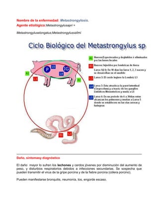 Nombre de la enfermedad: Metastrongylosis.
Agente etiológico:Metastrongylusapri =
Metastrongyluselongatus;Metastrongylussalmi

Daño, síntomasy diagnóstico
El daño mayor lo sufren los lechones y cerdos jóvenes por disminución del aumento de
peso, y disturbios respiratorios debidos a infecciones secundarias. Se sospecha que
pueden transmitir el virus de la gripe porcina y de la fiebre porcina (cólera porcino).
Pueden manifestarse bronquitis, neumonía, tos, engorde escaso.

 
