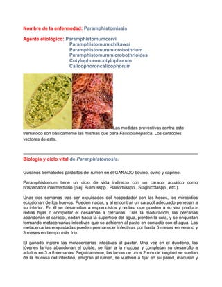 Nombre de la enfermedad: Paramphistomiasis
Agente etiológico:.Paramphistomumcervi
Paramphistomumichikawai
Paramphistomummicrobothrium
Paramphistomummicrobothrioides
Cotylophoroncotylophorum
Calicophoroncalicophorum

Las medidas preventivas contra este
trematodo son básicamente las mismas que para Fasciolahepatica. Los caracoles
vectores de este.

Biología y ciclo vital de Paranphistomosis.
Gusanos trematodos parásitos del rumen en el GANADO bovino, ovino y caprino.
Paramphistomum tiene un ciclo de vida indirecto con un caracol acuático como
hospedador intermediario (p.ej. Bulinusspp., Planorbisspp., Stagnicolaspp., etc.).
Unas dos semanas tras ser expulsados del hospedador con las heces, los miracidios
eclosionan de los huevos. Pueden nadar, y al encontrar un caracol adecuado penetran a
su interior. En él se desarrollan a esporocistos y redias, que pueden a su vez producir
redias hijas o completar el desarrollo a cercarias. Tras la maduración, las cercarias
abandonan el caracol, nadan hacia la superficie del agua, pierden la cola, y se enquistan
formando metacercarias infectivas que se adhieren al pasto en contacto con el agua. Las
metacercarias enquistadas pueden permanecer infectivas por hasta 5 meses en verano y
3 meses en tiempo más frío.
El ganado ingiere las metacercarias infectivas al pastar. Una vez en el duodeno, las
jóvenes larvas abandonan el quiste, se fijan a la mucosa y completan su desarrollo a
adultos en 3 a 8 semanas. Seguidamente, las larvas de unos 2 mm de longitud se sueltan
de la mucosa del intestino, emigran al rumen, se vuelven a fijar en su pared, maduran y

 