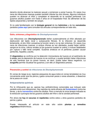 derecho donde alcanzan la madurez sexual y comienzan a poner huevos. En casos muy
raros de infecciones masivas pueden también infectar los dos riñones. Algunos individuos
pueden no alcanzar el riñón y completan el desarrollo en la cavidad peritoneal. Los
gusanos adultos pueden vivir hasta 5 años en el hospedador final. Se allimentan de los
tejidos adyacentes y también de sangre.
Si no está familiarizado con la biología general de los helmintos y de los nematodos
parásitos pulse aquí para consultar los artículos correspondientes en este sitio.

Daño, síntomas y diagnóstico de Dioctophymarenale
Las infecciones con Dioctophymarenale dañan sustancialmente al riñón afectado por
destrucción del tejido renal y subsecuente fibrosis. Si la infección se desarrolla
lentamente, el otro riñón compensa la función renal y no se dan síntomas. En casos muy
raros de infecciones masivas, si ambos riñones se ven afectados, puede haber nefritis,
sangre en la orina, cólicos renales (si los gusanos invaden la uretra), e incluso fatalidades
por ruptura o fallo renal completo. Gusanos erráticos en el peritoneo pueden causar
peritonitis, hepatitis y ascitis.
El diagnóstico se confirma por la detección microscópica de huevos en el sedimento de
la orina, pero la deposición de huevos no es contínua, y puede también haber infecciones
de sólo hembras que no ponen huevos, es decir, puede haber falsos negativos. La
ecografía permite visualizar los gusanos y con ello un diagnóstico preciso.

Prevención y control de infecciones de Dioctophymarenale
En zonas de riesgo (p.ej. regiones pesqueras de agua dulce en zonas templadas) es muy
conveniente evitar que los perros y gatos consuman peces o ranas silvestres, o desechos
de la pesca sin cocer.
Antiparasitarios químicos
Por lo infrecuente que es, apenas hay antihelmínticos comerciales que incluyan este
parásito entre sus indicaciones. Hay reportes de cierta eficacia del fenbendazol contra las
larvas, y de la ivermectina contra los adultos. Pero a menudo la única terapia indicada es
la extracción quirúrgica de los gusanos adultos del riñón o de la cavidad peritoneal.
Por ahora no hay ni vacunas ni repelentes contra estos u otros gusanos parásitos de
perros y gatos.
Puede interesarle el artículo
vegetalesantihelmínticos .

en

este

sitio

sobre

plantas

y

remedios

 