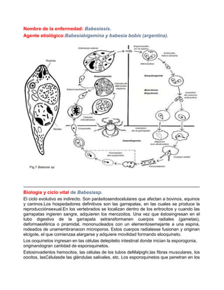 Nombre de la enfermedad: Babesiosis.
Agente etiológico:Babesiabigemina y babesia bobis (argentina).

Biología y ciclo vital de Babesiasp.
El ciclo evolutivo es indirecto. Son parásitosendocelulares que afectan a bovinos, equinos
y caninos.Los hospedadores definitivos son las garrapatas, en las cuales se produce la
reproducciónsexual.En los vertebrados se localizan dentro de los eritrocitos y cuando las
garrapatas ingieren sangre, adquieren los merozoitos. Una vez que éstosingresan en el
tubo digestivo de la garrapata setransformanen cuerpos radiales (gametas),
deformaesférica o piramidal, mononucleados con un elementosemejante a una espina,
rodeados de unamembranacon microporos. Estos cuerpos radialesse fusionan y originan
elcigote, el que comienzaa alargarse y adquiere movilidad formando elooquineto.
Los ooquinetos ingresan en las células delepitelio intestinal donde inician la esporogonia,
originandogran cantidad de esporoquinetos.
Estosinvadenlos hemocitos, las células de los tubos deMalpighi,las fibras musculares, los
oocitos, lasCélulasde las glándulas salivales, etc. Los esporoquinetos que penetran en los

 