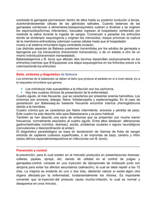 oocitosde la garrapata permanecen dentro de ellos hasta su posterior evolución a larvas,
acantonándoseenlas células de las glándulas salivales. Cuando laslarvas de las
garrapatas comienzan a alimentarse,losesporoquinetos vuelven a dividirse y se originan
los esporozoitos(formas infectantes), loscuales ingresan al hospedador vertebrado por
mediode la saliva durante la ingesta de sangre. Comienzan a parasitar los eritrocitos
donde se dividenpor esquizogonia y originan los merozoitos, losque provocan la ruptura
de la membrana eritrocitariay colonizan nuevas células hasta que el hospedador
muere o el sistema inmunitario logra controlarla invasión.
Las distintas especies de Babesia puedenser transmitidas por los adultos de garrapata a
laprogenie por vía transovárica (transmisión transovárica), o de un estado a otro de un
mismo individuo(transmisión transestadial).
Babesiabigemina y B. bovis que afectan alos bovinos desarrollan exclusivamente en los
eritrocitos,mientras que B.Equiposee una etapa esquizogónica en los linfocitos previa a la
colonizaciónde los eritrocitos
Daño, síntomas y diagnóstico de Babesia
Los síntomas de la babesiosis se deben al daño que produce el parásito en sí a nivel celular y/o a
la respuesta inmunitaria que genera.

 Los individuos más susceptibles a la infección son los cachorros.
 Hay tres cuadros clínicos de presentación de la enfermedad:
Cuadro agudo, el más frecuente, que se caracteriza por presentar anemia hemolítica. Los
síntomas son anorexia, letargia, fiebre, linfadenopatía y esplenomegalia. En el caso de
parasitación por Babesiasp.es bastante frecuente encontrar ictericia yhemoglobinuria
debido a la hemólisis.
Cuadro crónico que se caracteriza por fiebre intermitente, anorexia y pérdida de peso.
Este cuadro ha sido descrito sólo para Babesiacanis y es poco habitual.
También se han descrito una serie de síntomas que se presentan con mucha menor
frecuencia, normalmente asociados al cuadro agudo. Entre ellos destacan: alteraciones
gastrointestinales (vómitos, diarreas), ascitis, problemas oculares o signos neurológicos
(convulsiones o descoordinación al andar).
El diagnóstico parasitológico se basa en lacoloración de Giemsa de frotis de sangre
extraída de capilares cutáneos superficiales, o de improntas de bazo, cerebro y riñón
(estos últimos especialmentepositivos en infecciones con B. bovis).

Prevención y control
la prevención, para lo cual existen en el mercado productos en presentaciones diversas:
collares, pipetas, sprays, etc; siendo de utilidad en el control de pulgas y
garrapatas.control, consiste en una inyección de dipropionato de imidocarb junto con
atropina para evitar los efectos secundarios (salivación), la cual se debe repetir a los 15
días. La mejoría es evidente en uno o dos días, debiendo valorar si existe algún otro
órgano afectado por la enfermedad, fundamentalmente los riñones. Es importante
comentar que la inyección del producto causa mucha irritación, lo cual es normal y
desaparece en unos minutos.

 