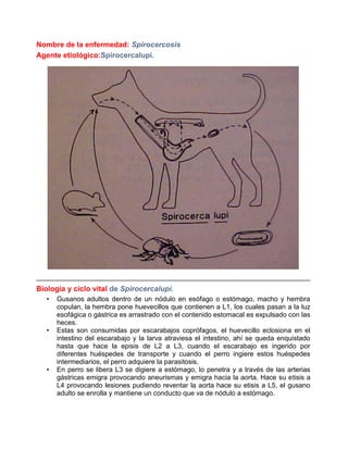 Nombre de la enfermedad: Spirocercosis
Agente etiológico:Spirocercalupi.

Biología y ciclo vital de Spirocercalupi.
•

•

•

Gusanos adultos dentro de un nódulo en esófago o estómago, macho y hembra
copulan, la hembra pone huevecillos que contienen a L1, los cuales pasan a la luz
esofágica o gástrica es arrastrado con el contenido estomacal es expulsado con las
heces.
Estas son consumidas por escarabajos coprófagos, el huevecillo eclosiona en el
intestino del escarabajo y la larva atraviesa el intestino, ahí se queda enquistado
hasta que hace la episis de L2 a L3, cuando el escarabajo es ingerido por
diferentes huéspedes de transporte y cuando el perro ingiere estos huéspedes
intermediarios, el perro adquiere la parasitosis.
En perro se libera L3 se digiere a estómago, lo penetra y a través de las arterias
gástricas emigra provocando aneurismas y emigra hacia la aorta. Hace su etisis a
L4 provocando lesiones pudiendo reventar la aorta hace su etisis a L5, el gusano
adulto se enrolla y mantiene un conducto que va de nódulo a estómago.

 