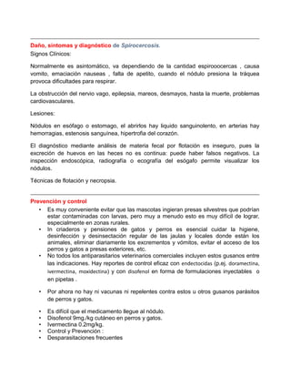 Daño, síntomas y diagnóstico de Spirocercosis.
Signos Clínicos:
Normalmente es asintomático, va dependiendo de la cantidad espirooocercas , causa
vomito, emaciación nauseas , falta de apetito, cuando el nódulo presiona la tráquea
provoca dificultades para respirar.
La obstrucción del nervio vago, epilepsia, mareos, desmayos, hasta la muerte, problemas
cardiovasculares.
Lesiones:
Nódulos en esófago o estomago, el abrirlos hay liquido sanguinolento, en arterias hay
hemorragias, estenosis sanguínea, hipertrofia del corazón.
El diagnóstico mediante análisis de materia fecal por flotación es inseguro, pues la
excreción de huevos en las heces no es continua: puede haber falsos negativos. La
inspección endoscópica, radiografía o ecografía del esógafo permite visualizar los
nódulos.
Técnicas de flotación y necropsia.

Prevención y control
• Es muy conveniente evitar que las mascotas ingieran presas silvestres que podrían
estar contaminadas con larvas, pero muy a menudo esto es muy difícil de lograr,
especialmente en zonas rurales.
• In criaderos y pensiones de gatos y perros es esencial cuidar la higiene,
desinfección y desinsectación regular de las jaulas y locales donde están los
animales, eliminar diariamente los excrementos y vómitos, evitar el acceso de los
perros y gatos a presas exteriores, etc.
• No todos los antiparasitarios veterinarios comerciales incluyen estos gusanos entre
las indicaciones. Hay reportes de control eficaz con endectocidas (p.ej. doramectina,
ivermectina, moxidectina) y con disofenol en forma de formulaciones inyectables o
en pipetas .
•

Por ahora no hay ni vacunas ni repelentes contra estos u otros gusanos parásitos
de perros y gatos.

•
•
•
•
•

Es difícil que el medicamento llegue al nódulo.
Disofenol 9mg./kg cutáneo en perros y gatos.
Ivermectina 0.2mg/kg.
Control y Prevención :
Desparasitaciones frecuentes

 