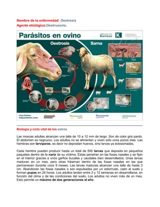 Nombre de la enfermedad: Oestrosis
Agente etiológico:Oestrusovis.

Biología y ciclo vital de los estros
Las moscas adultas alcanzan una talla de 10 a 12 mm de largo. Son de color gris pardo.
El abdomen es negruzco. Los adultos no se alimentan y viven solo unos pocos días. Las
hembras son larvíparas, es decir no depositan huevos, sino larvas ya eclosionadas.
Cada hembra pueden producir hasta un total de 500 larvas que deposita en pequeños
paquetes dentro de la nariz de su víctima. Estas penetran en las fosas nasales y se fijan
en el interior gracias a unos garfios bucales y caudales bien desarrollados. Unas larvas
maduran en un mes, pero otras hibernan dentro de las fosas nasales en las que
permanecen durante unos 9 meses. Las larvas maduras alcanzan una talla de hasta 3
cm. Abandonan las fosas nasales o son expulsadas por un estornudo, caen al suelo y
forman pupas en 24 horas. Los adultos tardan entre 2 y 12 semanas en desarrollarse, en
función del clima y de las condiciones del suelo. Los adultos no viven más de un mes.
Esto permite un máximo de dos generaciones al año.

 