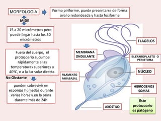 TRICOMONIASIS EN EL EMBARAZO | PPTX