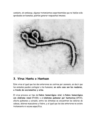 combate, sin embargo, algunos tratamientos experimentales que no habían sido 
aprobados en humanos, podrían generar respuestas inmunes. 
3. Virus Hanta o Hantaan 
Este virus al igual que los dos anteriores se contrae por zoonosis, es decir que 
los animales pueden contagiar a los humanos, en este caso son los roedores, 
a través de excrementos y orina. 
El virus provoca un tipo de fiebre hemorrágica viral, la fiebre hemorrágica 
con síndrome renal (FHSR); o el síndrome pulmonar por hantavirus (SPHV), 
afecta pulmones y corazón, entre los síntomas se encuentran los dolores de 
cabeza, dolores musculares y fiebre, y al igual que los dos anteriores no existe 
tratamiento ni vacuna específica. 
 