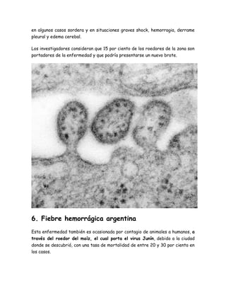 en algunos casos sordera y en situaciones graves shock, hemorragia, derrame 
pleural y edema cerebal. 
Los investigadores consideran que 15 por ciento de los roedores de la zona son 
portadores de la enfermedad y que podría presentarse un nuevo brote. 
6. Fiebre hemorrágica argentina 
Esta enfermedad también es ocasionada por contagio de animales a humanos, a 
través del roedor del maíz, el cual porta el virus Junín, debido a la ciudad 
donde se descubrió, con una tasa de mortalidad de entre 20 y 30 por ciento en 
los casos. 
 