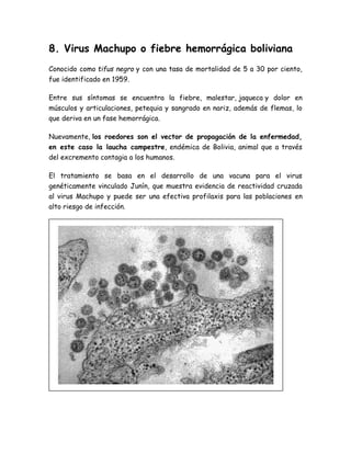 8. Virus Machupo o fiebre hemorrágica boliviana 
Conocido como tifus negro y con una tasa de mortalidad de 5 a 30 por ciento, 
fue identificado en 1959. 
Entre sus síntomas se encuentra la fiebre, malestar, jaqueca y dolor en 
músculos y articulaciones, petequia y sangrado en nariz, además de flemas, lo 
que deriva en un fase hemorrágica. 
Nuevamente, los roedores son el vector de propagación de la enfermedad, 
en este caso la laucha campestre, endémica de Bolivia, animal que a través 
del excremento contagia a los humanos. 
El tratamiento se basa en el desarrollo de una vacuna para el virus 
genéticamente vinculado Junín, que muestra evidencia de reactividad cruzada 
al virus Machupo y puede ser una efectiva profilaxis para las poblaciones en 
alto riesgo de infección. 
 
