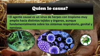 Quien lo causa?
• El agente causal es un virus de herpes con tropismo muy
amplio hacia distintos tejidos y órganos, aunque...